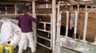 Bloated Bovine Emergency - The Incredible Dr. Pol