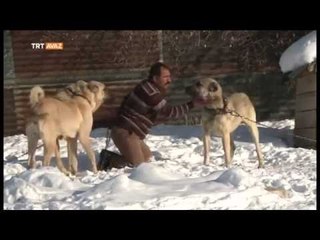 Sivas Kangalı - Sadece Bizde Var - TRT Avaz