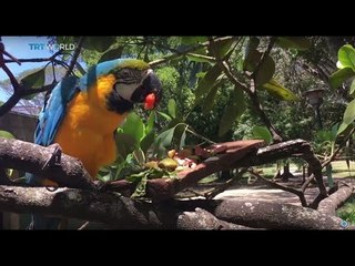 Venezuela Zoo: Animals starve amid economic crisis
