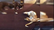 This Dog Is So Good Play Dead That Scares The Other Dog