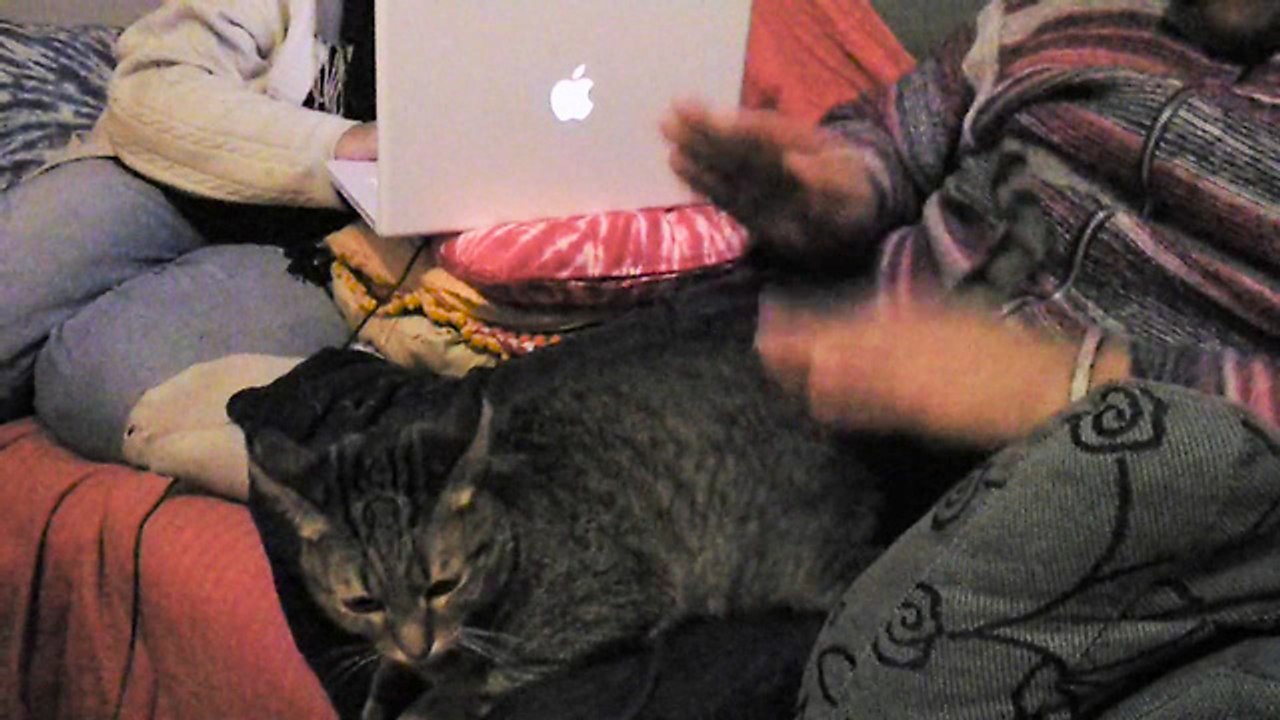 Weird cat loves to be hit