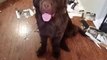 Huge Newfoundland puppy destroys house, feels no guilt