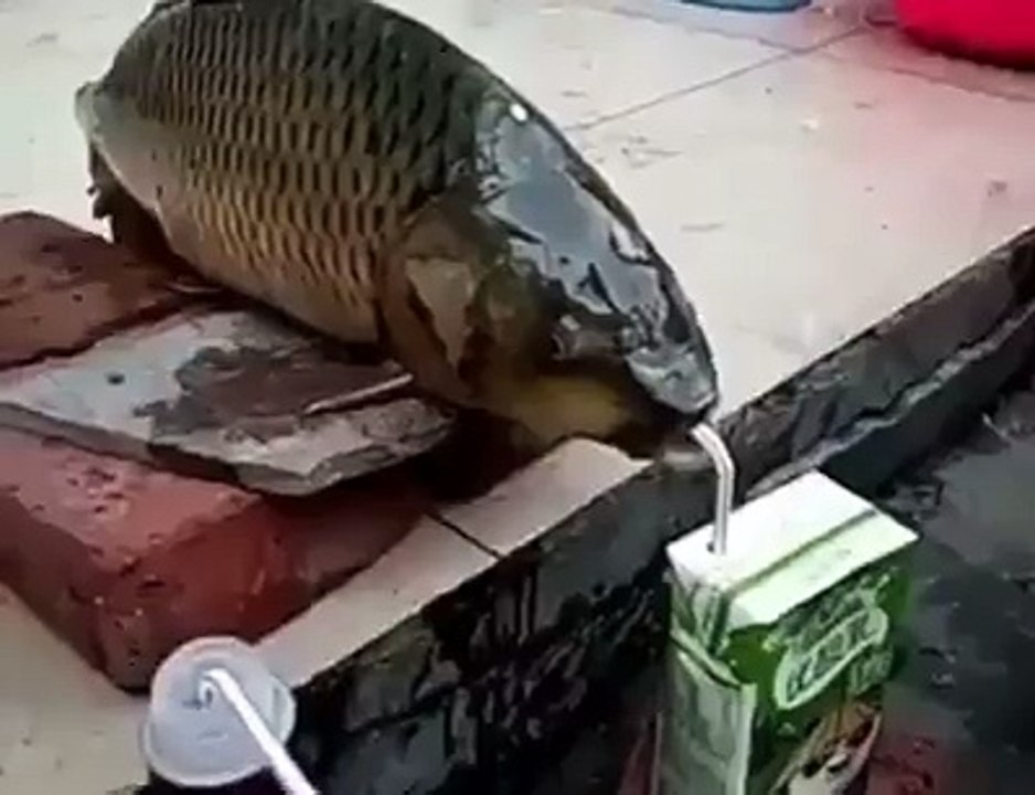 Bu balık ne içiyor . This fish nor smokes. Ce poisson, ni fumées.