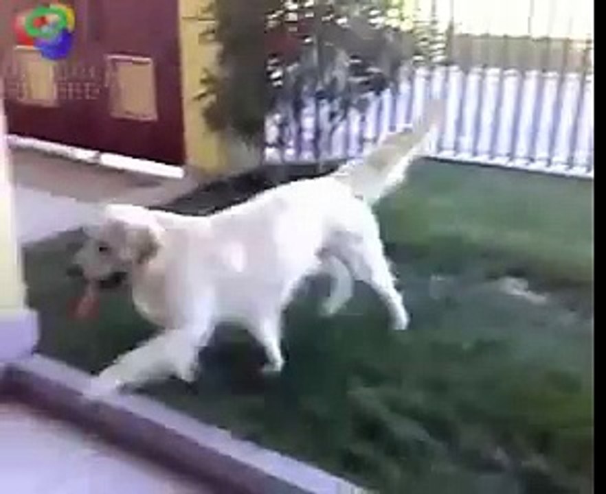 dog humping woman!!!
