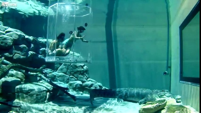 В Аквариуме с огромным Крокодилом Crocosaurus Cove - The Cage Of Death
