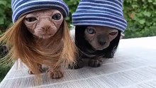 Коза Ностра...