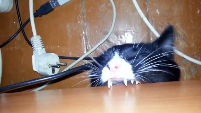 Голод не тетка