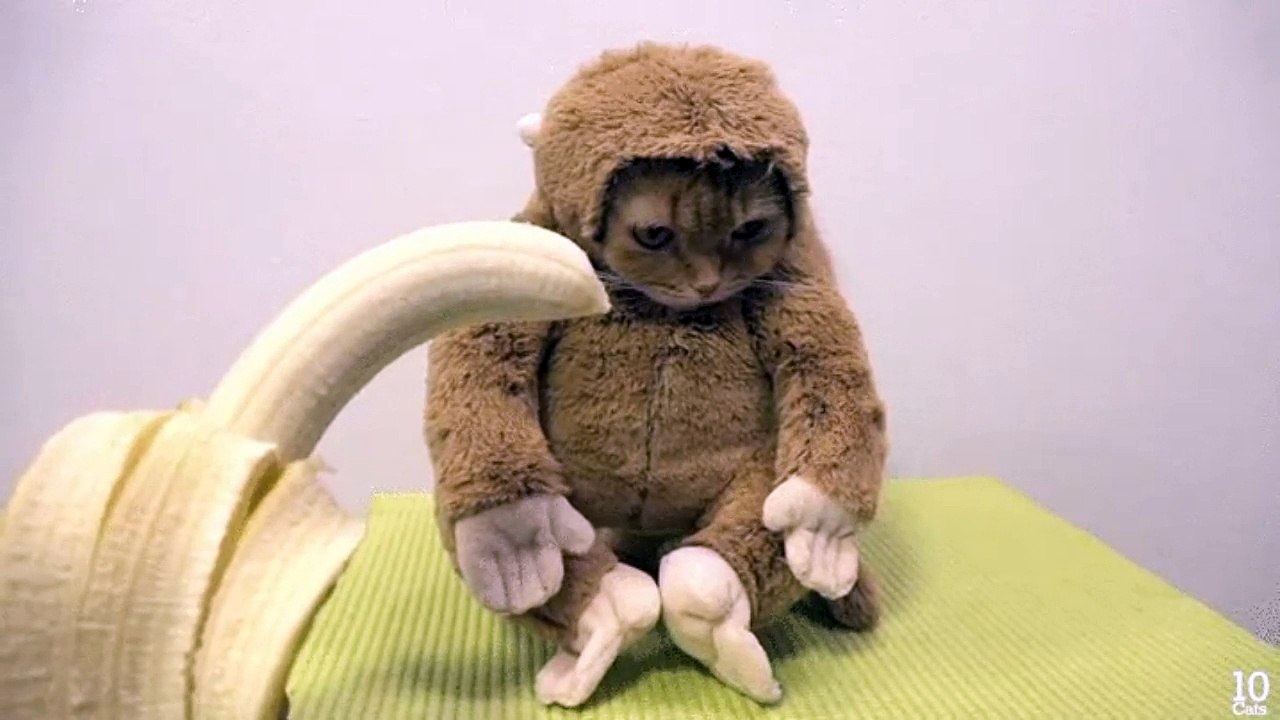 Monkeycat