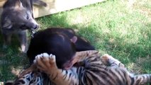 Baby Chimp, Tigers, and Wolf playing