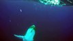 Humpback whales jump a few centimeters away from him
