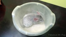 Rescued chinchilla enjoys dust bath