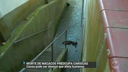 Doença que afeta humanos pode ter matado macacos no Rio de Janeiro