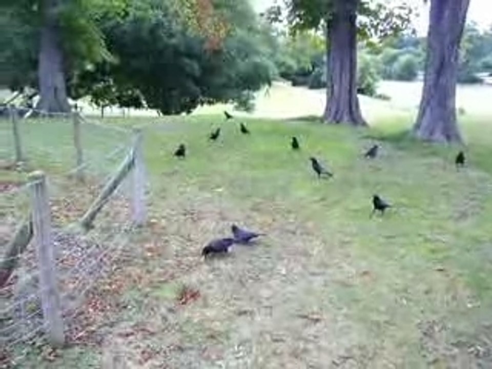 25 corneilles bois boulogne 16.8.07 n°1 .. corbeau