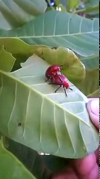 insectos son sorprendidos fornicando 'humor, risa, olvida el estreess'