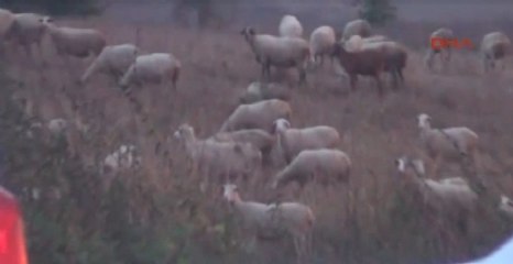 Download Video: Görüntülü Haber) Bataklığa Saplanan 50 Küçükbaş Hayvanı İtfaiye Kurtardı