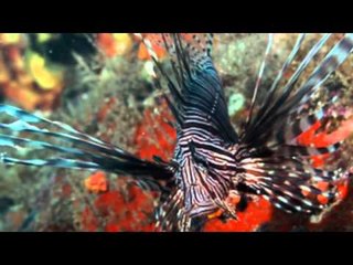 El Pez León atenta contra la economía de los pescadores-SD