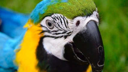 Incredibly smart parrot knows his colors