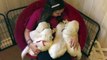 Girl shares tender moment with Golden Retriever puppies