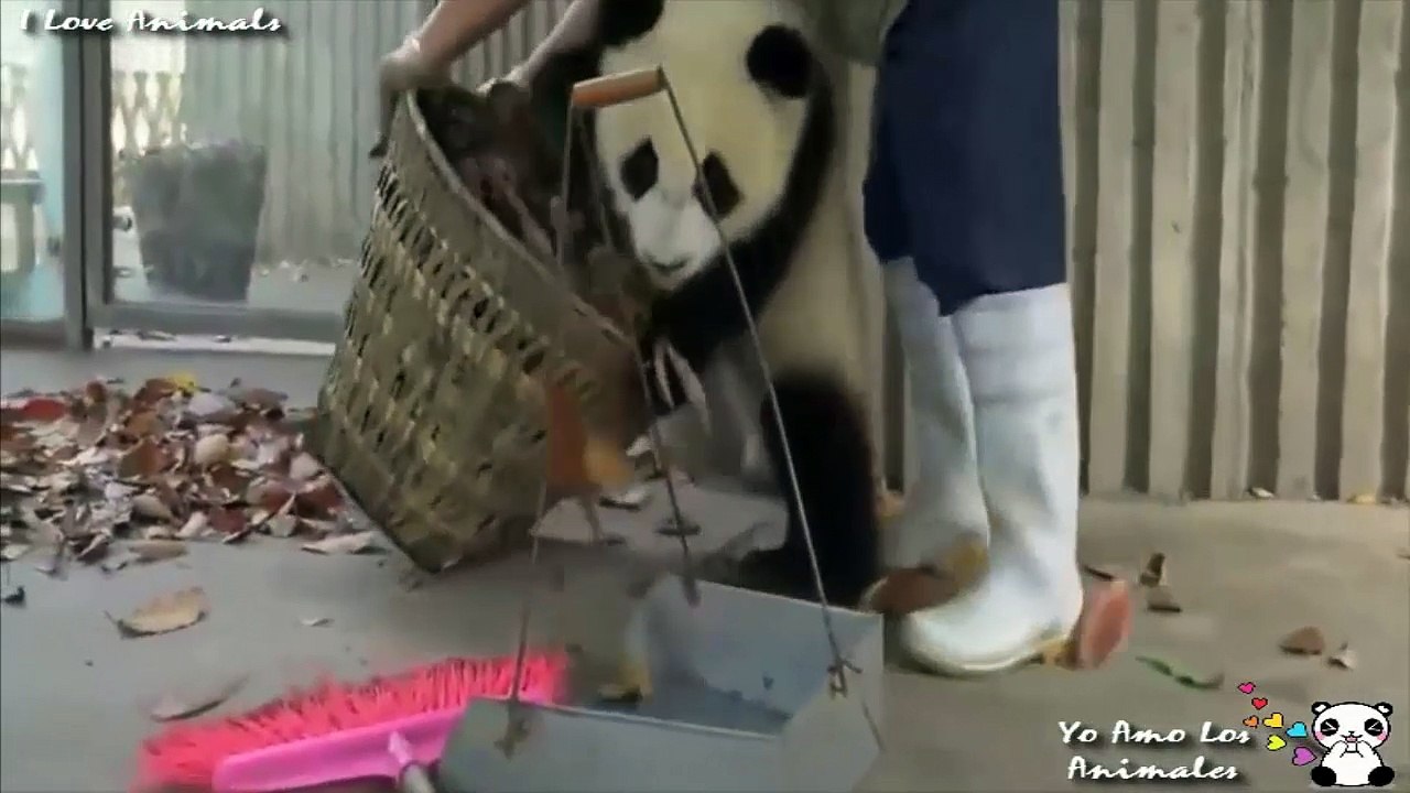 Ositos panda jugando con su cuidadora!!