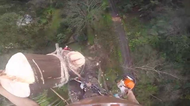 Il se filme quand il abat un arbre à des dizaines de mètres de hauteur