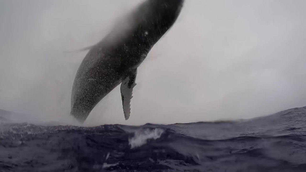 Un saut de baleine hors de l'eau filmé par un plongeur à 5m !
