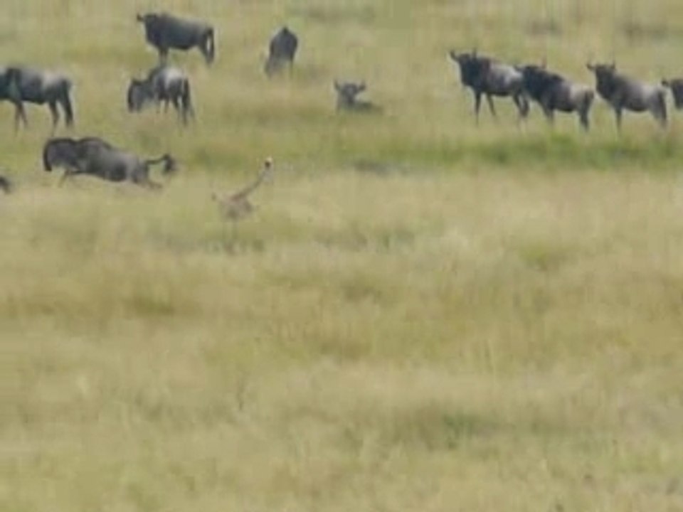 Safari kenya maasai mara vidéo 6guépards