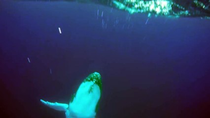 Une baleine à bosse saute sous ses yeux