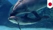 Lumba-lumba membunuh bayi sendiri karena tidak mau bayi menderita - Tomonews