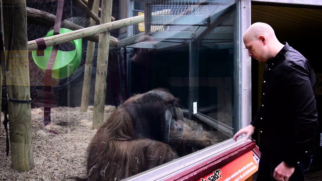 Réaction d'un orang-outan après un tour de magie