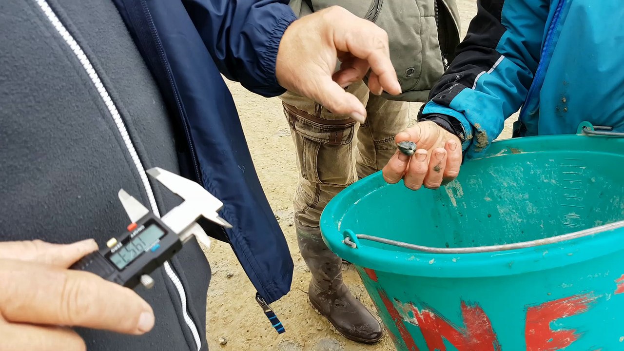 Pêche aux coques : la saison démarrera le 2 novembre