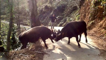 Rizeli Boğa 'Obama'nın Kapışması Yürek Hoplattı