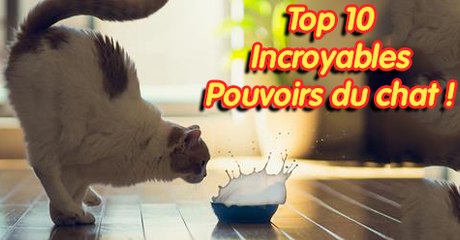 Top 10 des SUPER POUVOIRS du chat que vous n'imaginez pas!