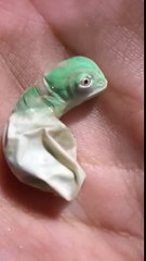 Ca ressemble à quoi, la naissance d'un caméléon ?