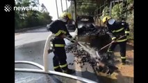 Thousands of ducklings killed in lorry fire