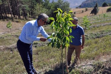 Gümüşhane'de Yıllarca Yanlış Tür Ceviz Dikilmiş