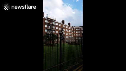 Squirrel makes strange sounds and shows off, possibly to impress female