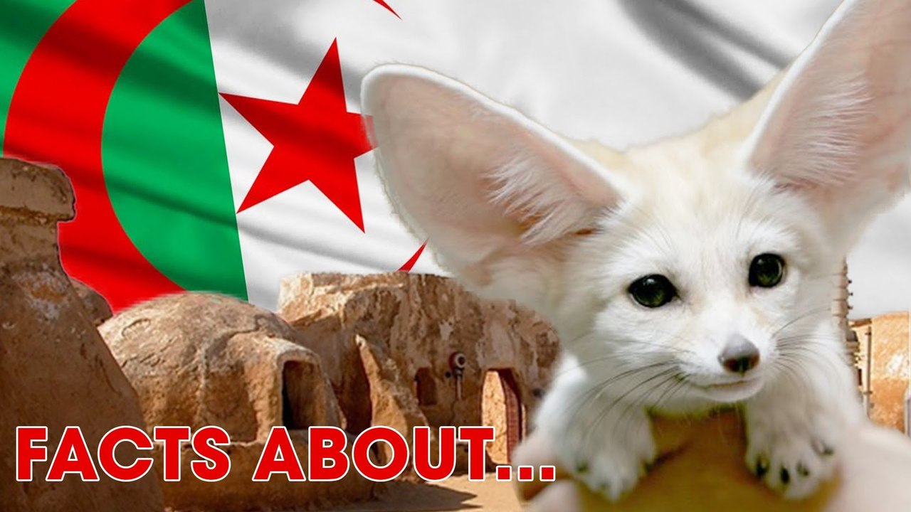 Ein Wüstenfuchs zur Weltmeisterschaft? ALGERIEN | 10 Facts about... (mit Fewjar)