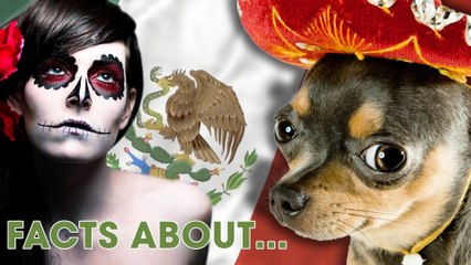 In MEXIKO werden kleine Hunde geopfert?! | 10 Facts about..(mit Taddl)