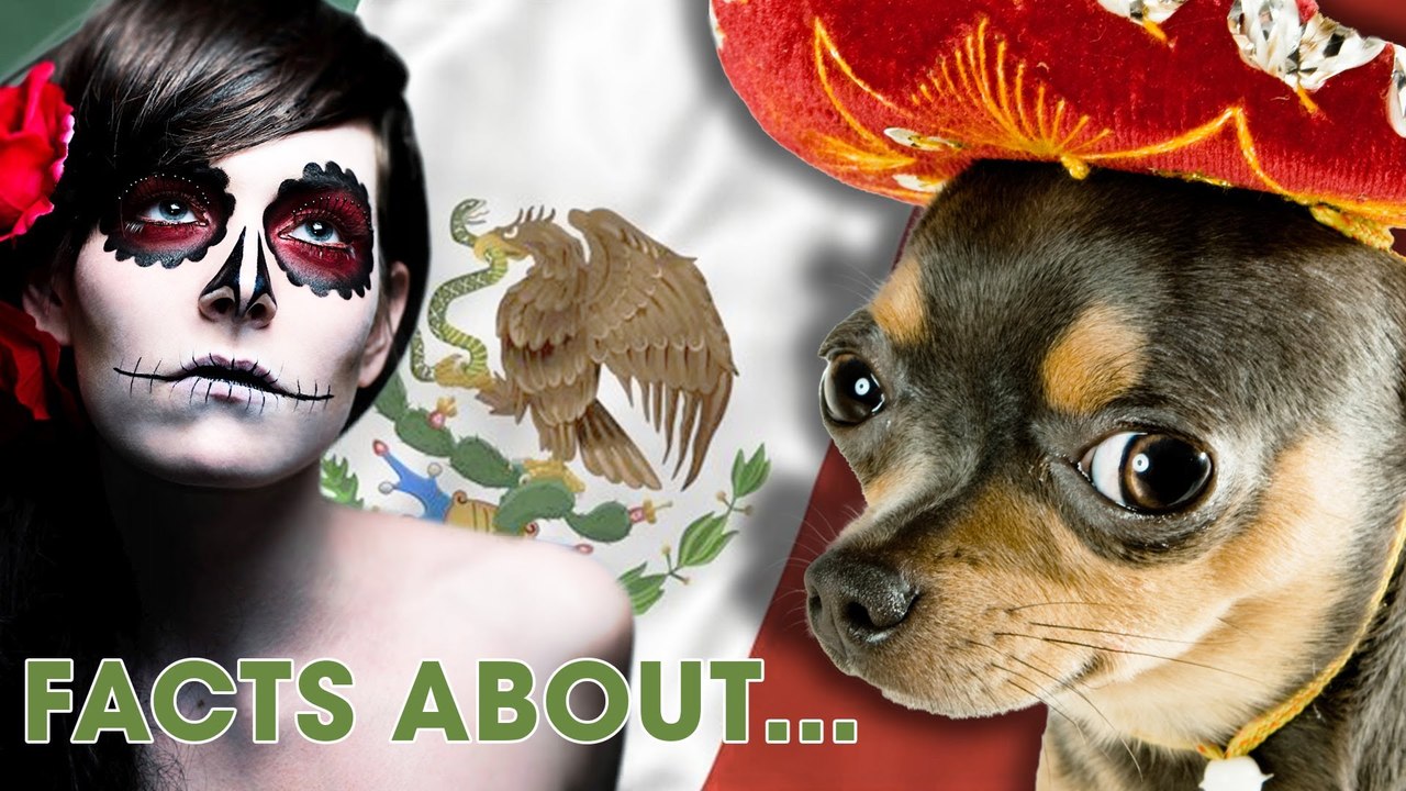 In MEXIKO werden kleine Hunde geopfert?! | 10 Facts about..(mit Taddl)