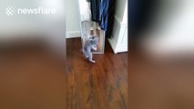 Kitten reacts hilariously to seeing reflection for the first time