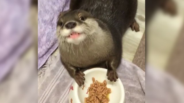 Une petite loutre dévore son repas