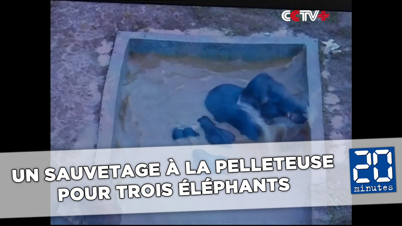 Sauvetage à la pelleteuse de trois éléphants coincés dans un réservoir d'eau