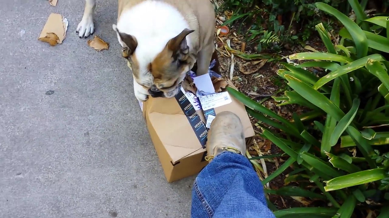 Ce chien est tellement content d'ouvrir son paquet amazon !