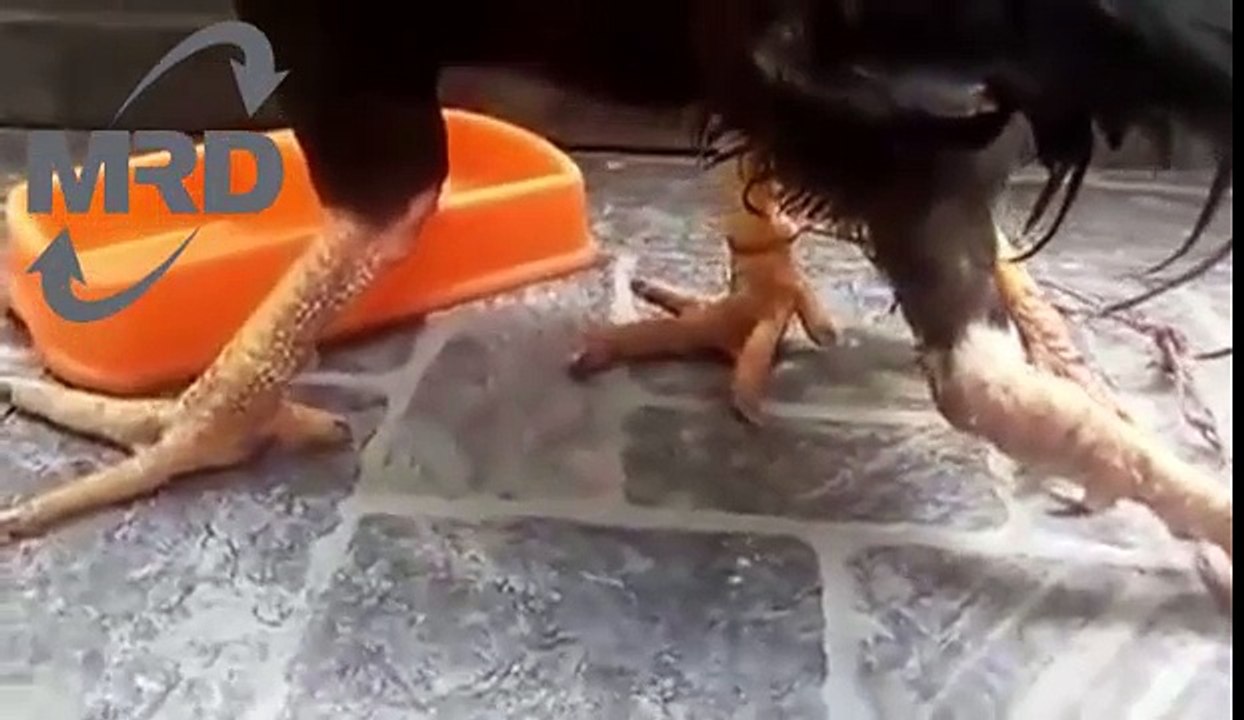 Chicken has four legs in amazing chicken video with freak deformity in Vietnam