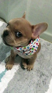 French Bulldog puppy repeatedly says I love you