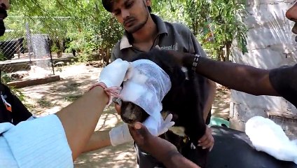 L'incroyable histoire de Kalu, le chien au visage dévoré par les vers