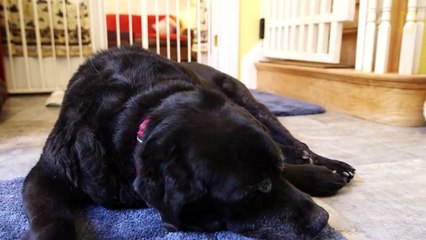 Voulant venir en aide aux chiens non-désirés, elle ouvre une maison de retraite pour les accueillir