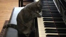 Muzikaal katje