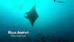 Scuba Diving Encounters: The Manta Dance