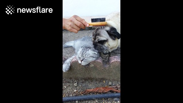 Cat called Luigi gets groomed by owner and pug